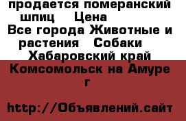 продается померанский шпиц  › Цена ­ 35 000 - Все города Животные и растения » Собаки   . Хабаровский край,Комсомольск-на-Амуре г.
